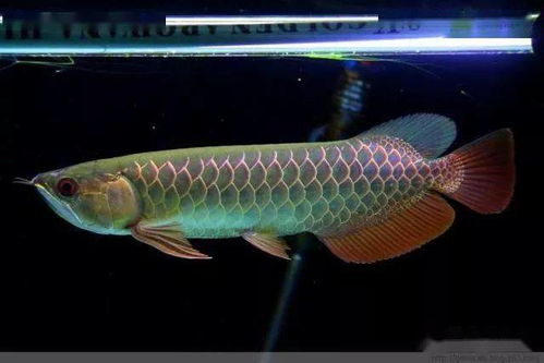 養觀賞魚的26個常見小問題，看完漲姿勢啦