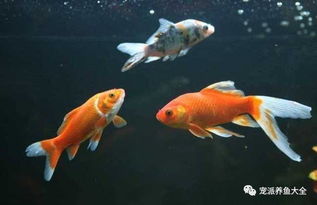 家養觀賞魚六大注意事項，別說我沒告訴你