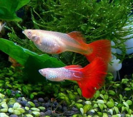 養魚老道 觀賞魚養殖的專業法則與要點