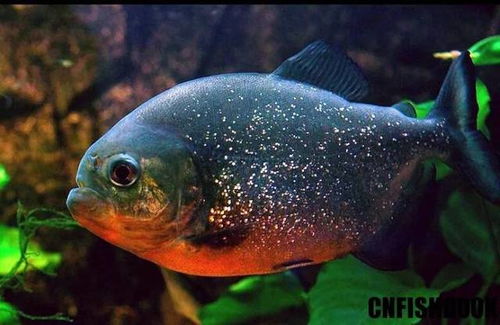 這50種觀賞魚憑什么登上全球奇葩魚榜單 奇葩中的奇葩，顏值的盡頭是逆天