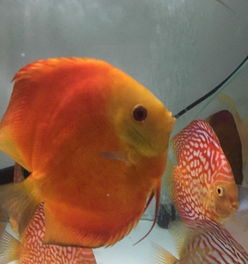 五彩繽紛的水中珍寶 七彩神仙魚的魅力與飼養指南