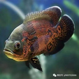 觀賞魚混養的注意事項 打造和諧水族箱的秘訣