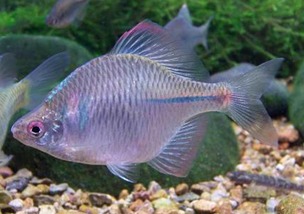 冷水觀賞魚養什么好？推薦幾種非金魚和錦鯉的選擇