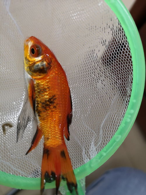 觀賞魚生病了怎么辦，如何有效治療