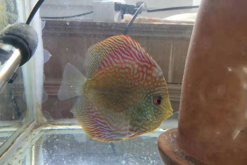 觀賞魚胸鰭撕裂、尾鰭白點情況分析與治療方案