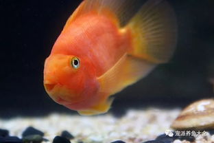 面帶微笑的情義奇緣 三種讓你瞬間治愈的神氣大魚