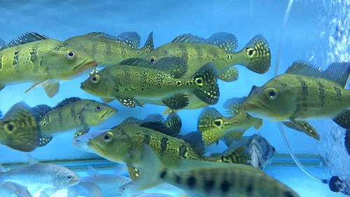 水族世界 上海花鳥魚蟲市場的觀賞魚與魚缸藝術