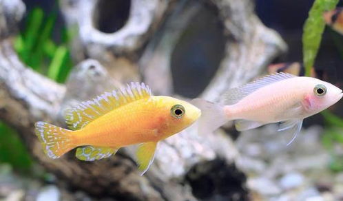 體型與天性所限 哪些觀賞魚不宜在小魚缸中飼養？