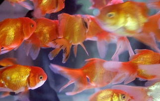 觀賞魚之死 情感糾紛背后的代價