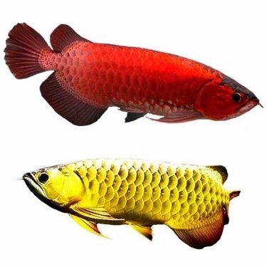 紅眼白子與黃化之謎 探尋銀龍魚的三大變異品種