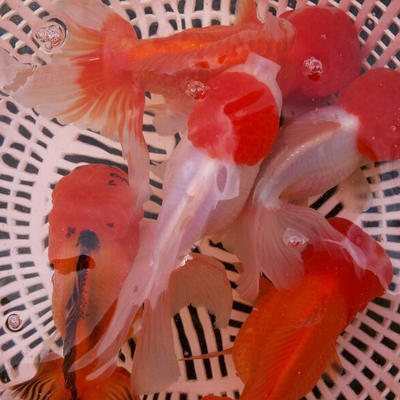 探訪鎮平縣錦鱗觀賞魚養殖專業合作社 水族世界中的靈動藝術