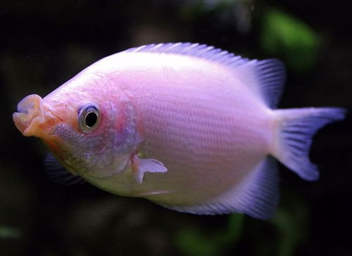 白色觀賞魚身份揭秘 盤點常見的病白、人工白與自然白品種